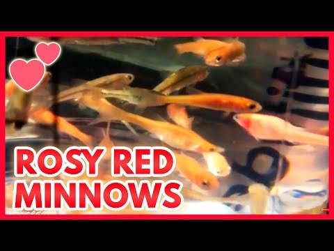 Rosy Red Minnows |Feeder Fish to Pond Fish|