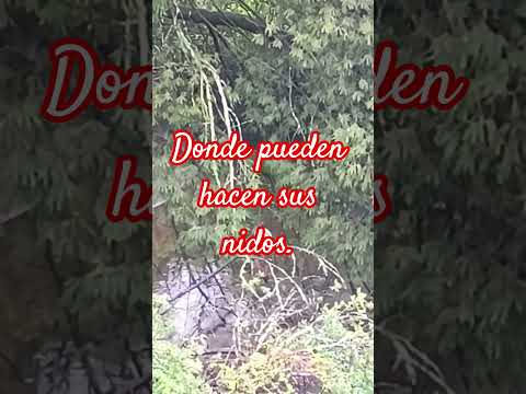 Río Cullilelfu, Comuna de Los Lagos, Región de Los Ríos. #conociendolugares #lluvia #naturalezaviva.