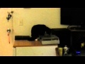 Zelda The Tuxedo Cat Scratch DJ
