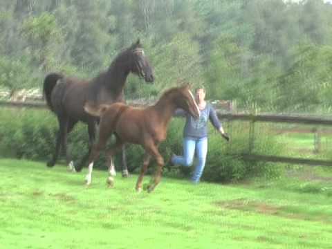 HF2015 Don Nobless Florianus komplett