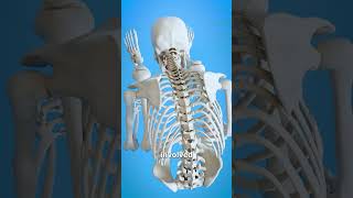 Download lagu The Folded Man Stands Straight 😮 mp3