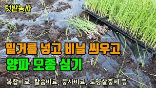 텃밭농사 양파 밑거름으로 유기농퇴비 복합비료 칼슘과 붕사비료등을 넣고 양파밭을 만들고 양파모종 심고 물주기 …