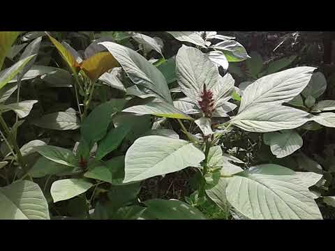 download lagu mp3 mp4 Terere Plant, download lagu Terere Plant gratis, unduh video klip Terere Plant