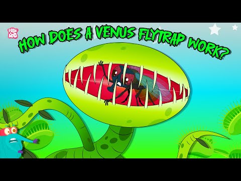 Deadliest Plants | How Does A Venus Flytrap Work? | Carnivorous Plants | The Dr. Binocs Show