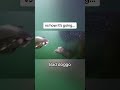 Scuba Diver Attacked By Harbor Seal Diver Scuba Seal Diver Sealion Ocean Fishing Animals