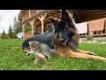 Patient German Shepherd and Tiny Kittens Playing Together