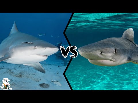 オオメジロザメ VS イタチザメ - もし彼らが戦ったらどうなる?