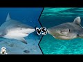 BULL SHARK VS TIGER SHARK - What if They Would Fight?