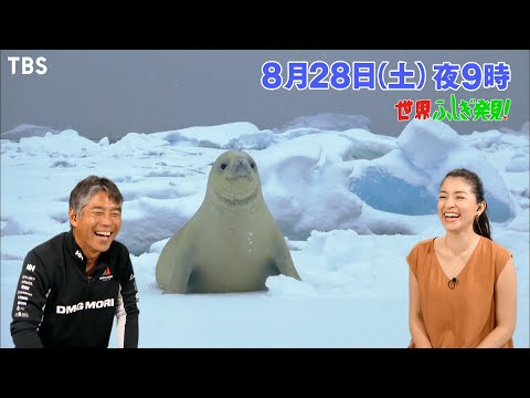 南極での惨事: 研究者たちが悲惨な出来事を観察