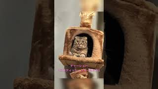 【うちの猫】#猫 #ねこ #猫動画 #猫好き #スコティッシュフォールド #愛猫 #にゃんこ #cat #ペット #癒し #かわいい #チャーシュー