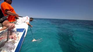 Fish Mavericks captain Chunky bad Gaffing