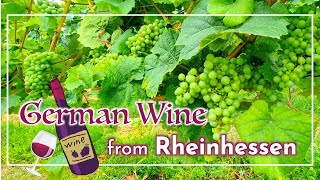 【ドイツ生活】全てのワイン好きへ送る！ドイツ最大のワイン生産地ラインヘッセンのワイナリーツアーを紹介🍷広大な葡萄畑からワイン畑の映像をお届け。