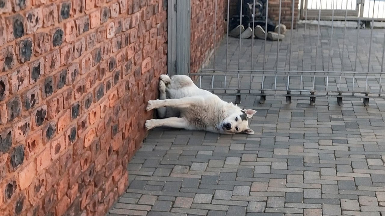 Quando Você Tem um Cachorro com 200 de QI