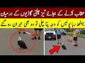 Police Gets A Call About An Eagle Present In The Middle Of The Road And They Called Wildlife Officer