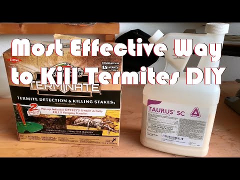 Most Effective Way to Get Rid of Termites Yourself