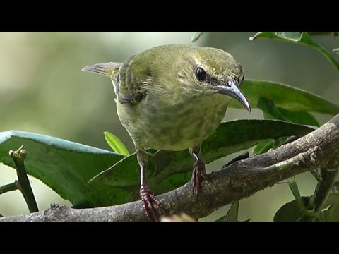 Red-legged Honeycreeper, Birds of Costa Rica