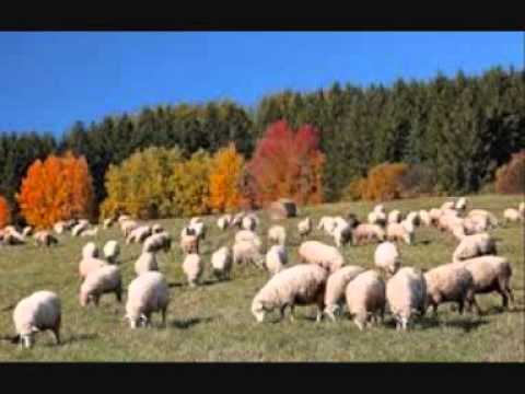 Altin Basho - I ziu nena ime.( gr Bilbilat ne shtegetim).