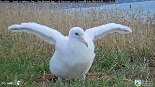 Royal Albatross Chick Stretches Wings And Takes A Short Trip Out Of The Nest – April 8, 2024