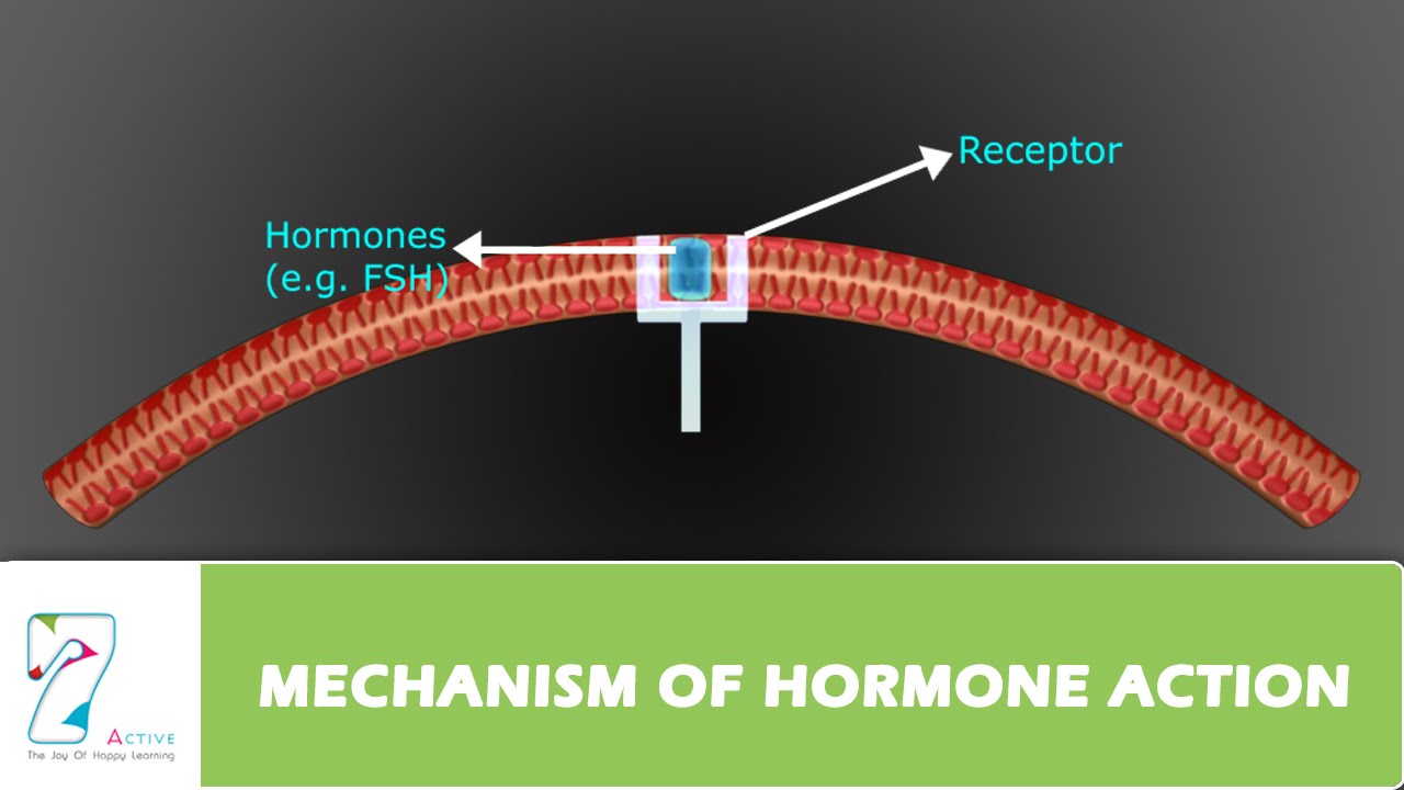 MECHANISM OF HORMONE ACTION