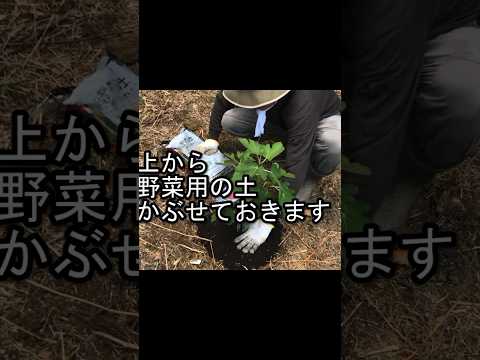 木を植えるにはどうすればいいですか？そこに到達するために従うべき5つの簡単なステップ!  庭園