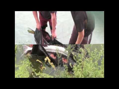 Esturgeon transmontanus de 45 kg