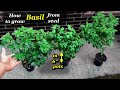 Growing Basil from Seed to Regular Harvest - Step by step (In small containers)