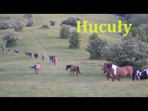 Tabun Hucułów w Bieszczadach Serednie Małe