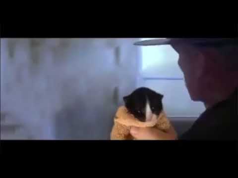 Let me see your war face (cute cat)