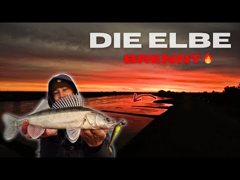 Zanderangeln auf der Buhne 🎣 So fangt ihr eure Zander an der Elbe!