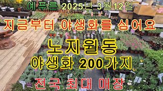25년3 12) 노지월동 봄에심는 야생화 적국 최대매장  예푸른