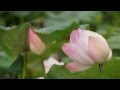 Лотос - священный цветок чистоты... Secret Garden - lotus... 