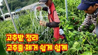 고추밭 정리 줄제거 괴산청결고추 2026년 연작 준비 충북 괴산 감물 풀뿌리농장 석성수 [고추재배방법]