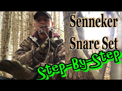 Setting a Senneker Snare for Coyote