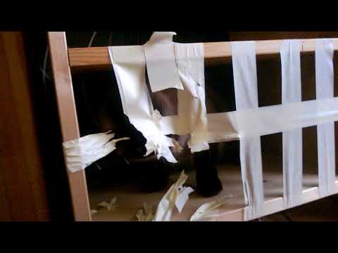 Cat's escape room. Simmi the cat.