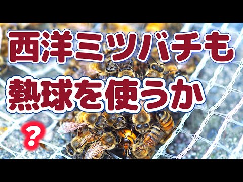 経済学科 晴蜂雨読 ㊱／西洋ミツバチは高温でスズメバチを退治しているか？ (2024年9月、その1)／山崎亮一／日英字幕／Italian bees get rid of hornets with heat.