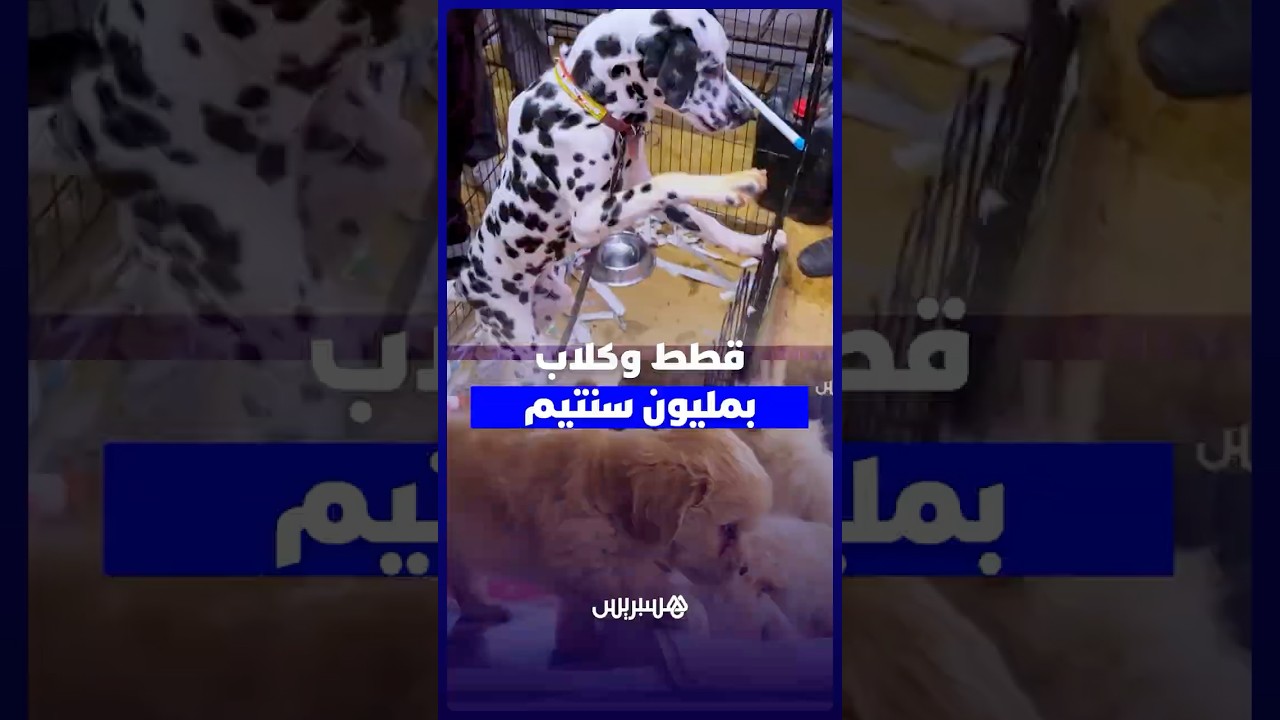 يصل ثمنها إلى مليون سنتيم .. قطط وكلاب تثير فضول زوار معرض الفلاحة بمكناس thumbnail
