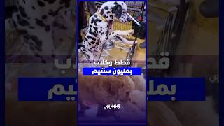 يصل ثمنها إلى مليون سنتيم .. قطط وكلاب تثير فضول زوار معرض الفلاحة بمكناس thumbnail