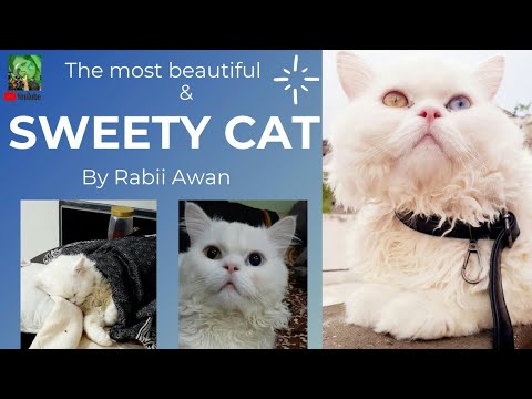 The most beautiful and sweet cat || Rabii Awan