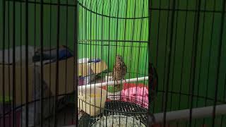 Download lagu SUARA BURUNG MISTIS (WIWIK UNCUING/KEDASIH) GACOR DOR SIANG MALAM mp3