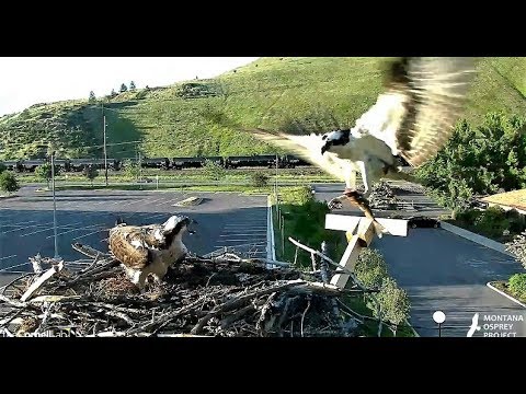 Iris finally gets her fish. Good job, Louis!  2018 05 27 21 15 09 274