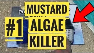 #1 Swimming Pool Mustard Algae Killer