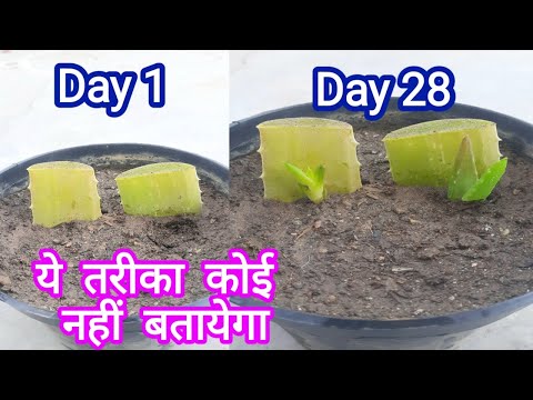 No one will tell you this method. Best way to grow Alovera plant from leaf cutting #alovera #cutting