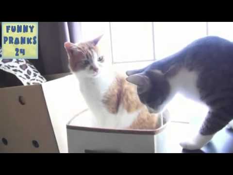СМЕШНАЯ КОШКА В ШЛЯПЕ  New funny prank April 1  Новые смешные приколы 1 Апрель 2013   YouTube