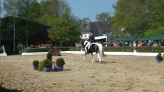 preview picture of video 'Samaii - 16.2hh tobiano 5 yr old Oldenburg stallion'