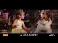 A DOG'S JOURNEY - In Cinemas August 15