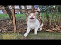 This Hungry Cat Won T Stop Loudly Meowing Until Fed