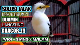 Download lagu pancingan PAGI - SIANG - MALAM jalak putih macet bunyi agar cepat gacor dan BONGKAR ISIAN mp3