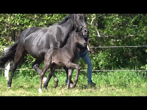 *2021 Hengst von Taurus - Abanos SOLD!!!