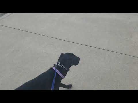 Danger Sophie and the incredible drain leap