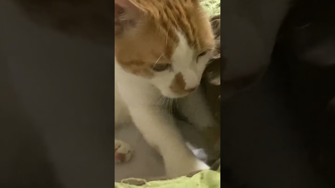 Enlarge Phoenix (WATCH video) sweet boy , a ADOPTABLE Domestic Short Hair in Daytona Beach, FL video 4/4